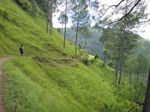 avani