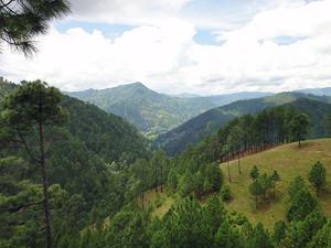 avani